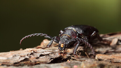 Beetle on tree bark