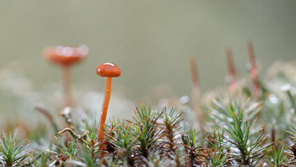 Two red toadstools