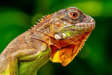 Super red Iguana is a type of lizard that lives in tropical areas of Central and South America and the Caribbean © lessysebastian
