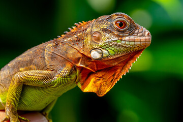 Super red Iguana is a type of lizard that lives in tropical areas of Central and South America and the Caribbean