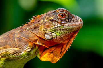 Super red Iguana is a type of lizard that lives in tropical areas of Central and South America and the Caribbean