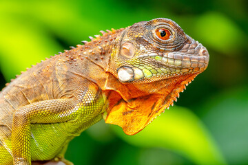 Super red Iguana is a type of lizard that lives in tropical areas of Central and South America and the Caribbean