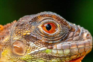 Fototapeta premium Super red Iguana is a type of lizard that lives in tropical areas of Central and South America and the Caribbean