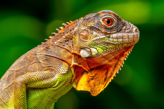 Super red Iguana is a type of lizard that lives in tropical areas of Central and South America and the Caribbean