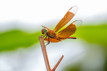 A dragonfly is a flying insect belonging to the infraorder Anisoptera below the order Odonata