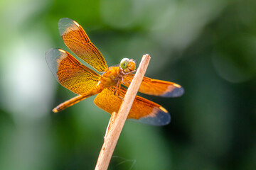 A dragonfly is a flying insect belonging to the infraorder Anisoptera below the order Odonata