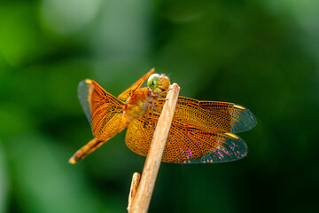 A dragonfly is a flying insect belonging to the infraorder Anisoptera below the order Odonata