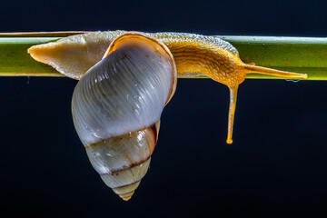 Amphidromus roseolabiatus is a genus of tropical air-breathing land snails,
