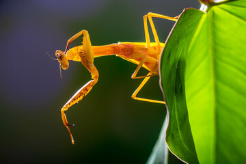 Hierodula membranacea is a large praying mantis, sharing its common name giant Asian mantis with other large members of genus Hierodula - obrazy, fototapety, plakaty