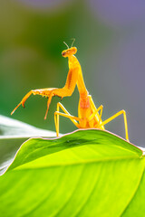 Hierodula membranacea is a large praying mantis, sharing its common name giant Asian mantis with other large members of genus Hierodula
