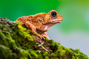 Duttaphrynus melanostictus is commonly called Asian common toad, Asian black-spined toad, Asian toad, black-spectacled toad, common Sunda toad, and Javanese toad.