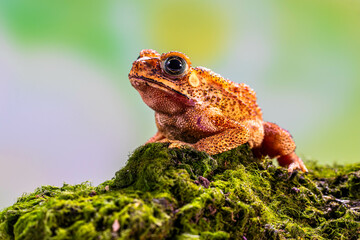 Duttaphrynus melanostictus is commonly called Asian common toad, Asian black-spined toad, Asian toad, black-spectacled toad, common Sunda toad, and Javanese toad.