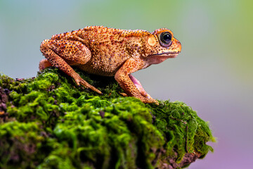 Duttaphrynus melanostictus is commonly called Asian common toad, Asian black-spined toad, Asian toad, black-spectacled toad, common Sunda toad, and Javanese toad.