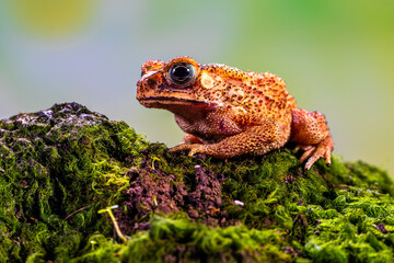Duttaphrynus melanostictus is commonly called Asian common toad, Asian black-spined toad, Asian toad, black-spectacled toad, common Sunda toad, and Javanese toad.