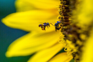 Trigona is one of the largest genera of stingless bees