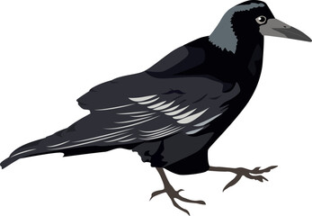 Black Crow. Vector illustration. Raven bird.