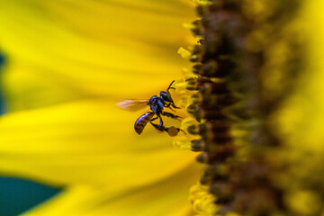 Trigona is one of the largest genera of stingless bees