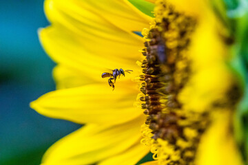 Trigona is one of the largest genera of stingless bees