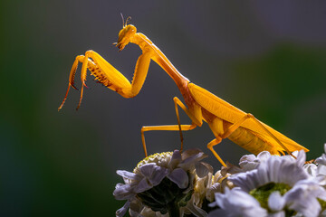 Hierodula membranacea is a large praying mantis, sharing its common name giant Asian mantis with other large members of genus Hierodula