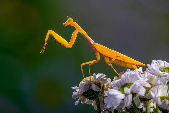 Hierodula membranacea is a large praying mantis, sharing its common name giant Asian mantis with other large members of genus Hierodula