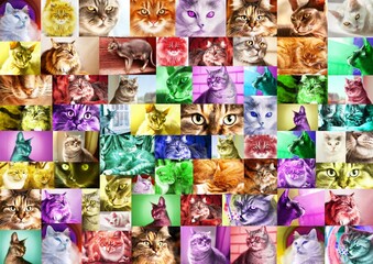 A collage, a mosaic of photos of cat portraits, toned in different colors. Abstract background, wallpaper.