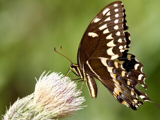 Swallowtail Butterfly on Thorny Thistle -- Papilio Palamedes, the Palamedes swallowtail, or laurel swallowtail.