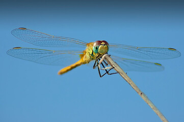 dragonfly and blue background