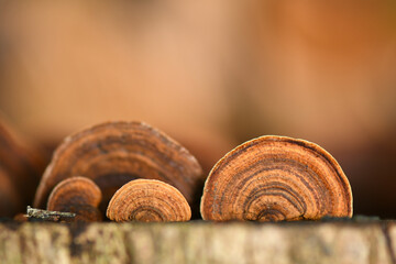 Ganoderma lucidum fungus in tropical rainforest