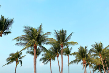 Obraz na płótnie Canvas Coconut Palm Trees on Blue Sky Background
