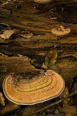 Ganoderma lucidum fungus in tropical rainforest