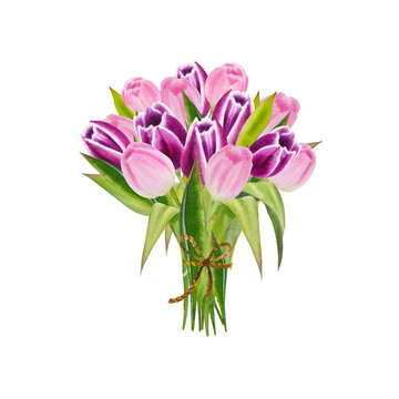 watercolor illustration of spring pink tulips isolated