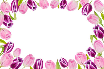 Fototapeta na wymiar watercolor illustration of spring pink tulips isolated