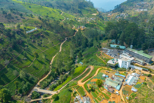 Panorama view od Mackwoods tea estate at Sri Lanka