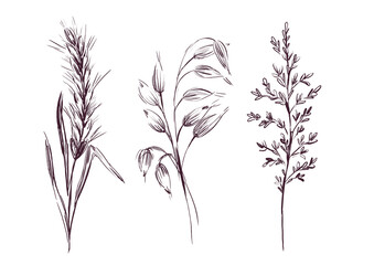 A set of wheat, barley, field plants on a white background. Field spikelets, hand-drawn. Field plants drawn in ink