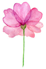 Watercolor Isolated  Loose Flower Hand Drawn Illustration
