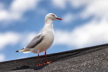 A silver gull, Chroicocephalus novaehollandiae, perched on a rooftop. Tasmania, Australia.