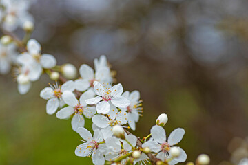 white blooming hawthorn flowers in early spring