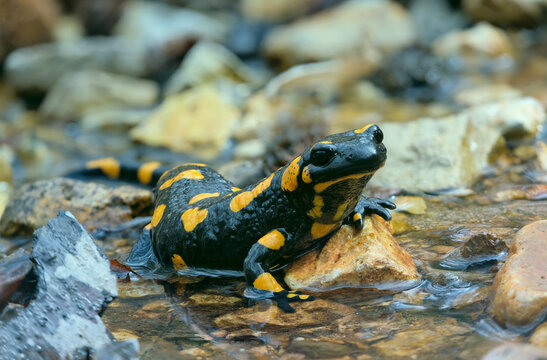Lovely lizard Fire salamander is resting on a rock washed by a forest stream. Beautiful amphibian in a native habitat