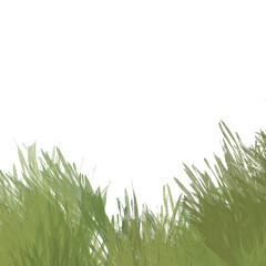 Fototapeta premium Tall green grass, natural design element with white copy space