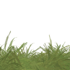 Wild green grass, natural design element with white copy space, square template with transparent background
