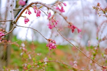 桜の蕾