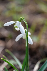 Obraz premium snowdrops in snow