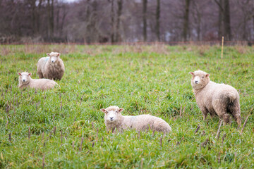 Naklejka premium Group of sheep resting on grass in a spring time, England