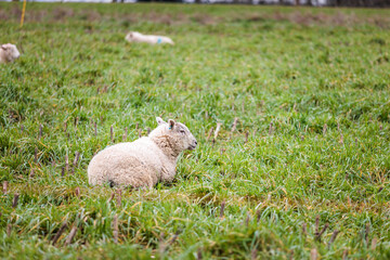 Naklejka na ściany i meble Group of sheep resting on grass in a spring time, England