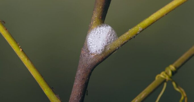 A spittlebug from the family Aphrophoridae makes a foam nest between the trunk and leaf of a shrub.