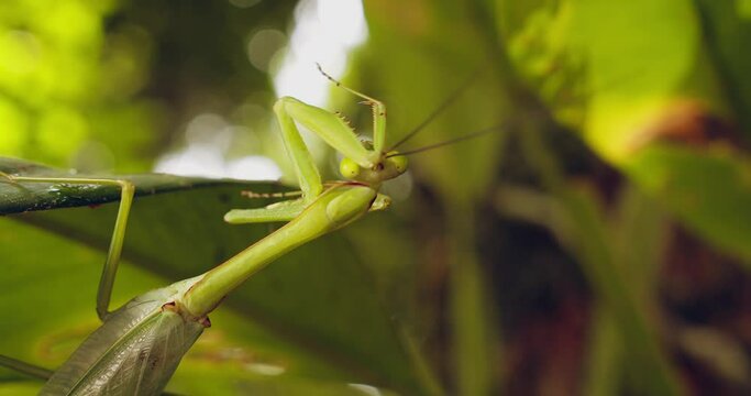 Beautiful close-up shot of a green praying mantis that cleans its triangular head and antennae with its gripping arm.