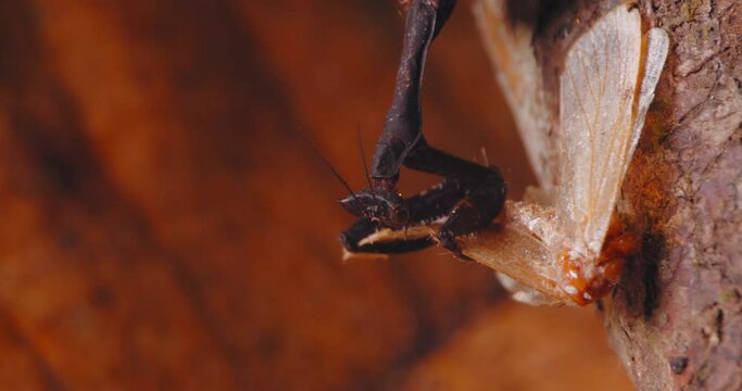 Closeup dead leaf mantis eating on tree branch, Amazon rainforest, Peru