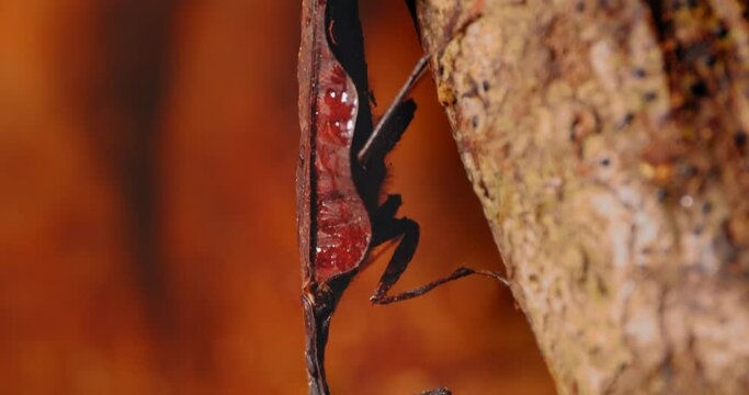 Slow pan of dead leaf mantis sitting on tree bark, Amazon Rainforest, Peru