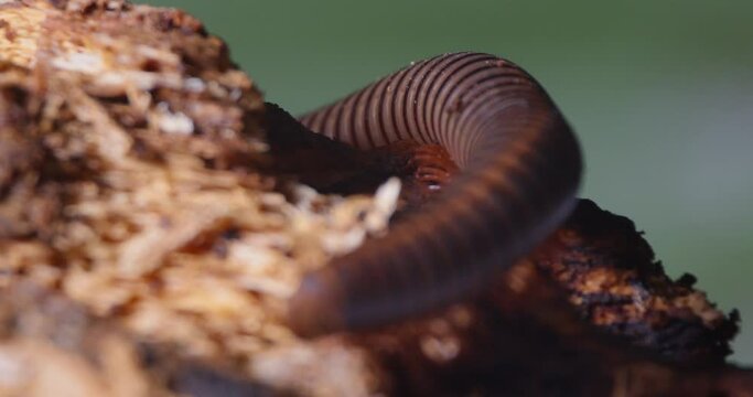 Nice close-up of the rounded back end also called the telson of a millipede crawling around a piece of tree trunk in the rainforest.