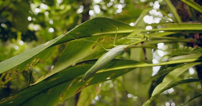Close up shot of a green praying mantis, also known as macromantis, on the underside of a leaf gives a good idea of the size of this insect.